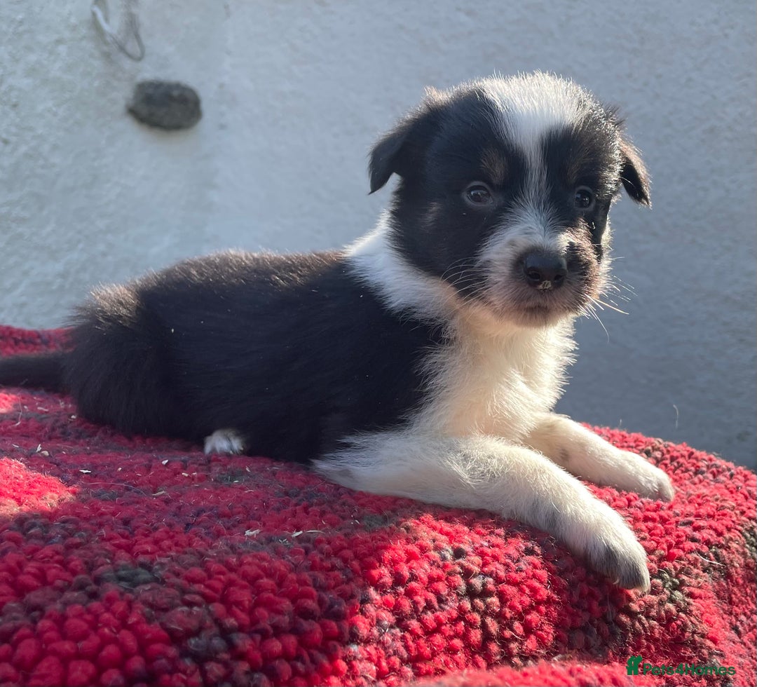 Border Collie dogs for sale: ISDS Registered Male puppies  - Image 3