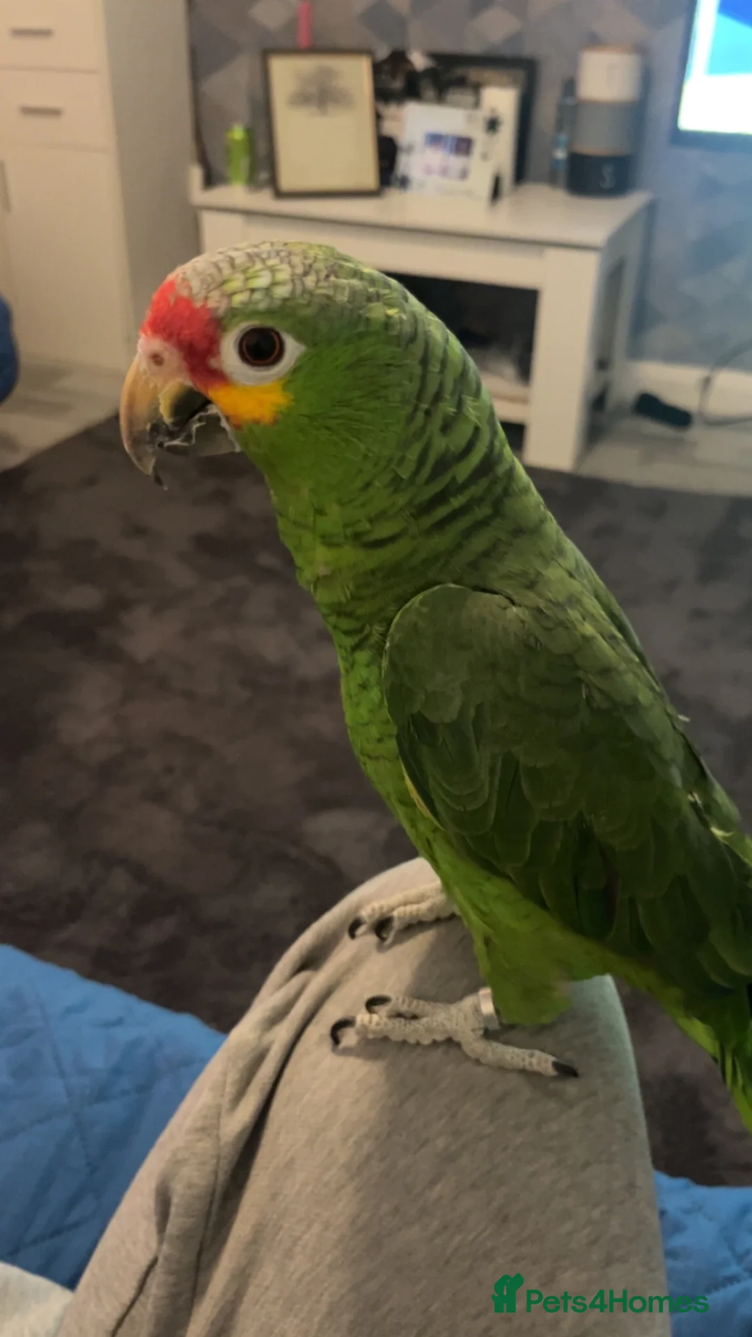 Parrots birds for sale: 3 Year Old Red Lored Amazon Parrot in Northampton - Advert 6