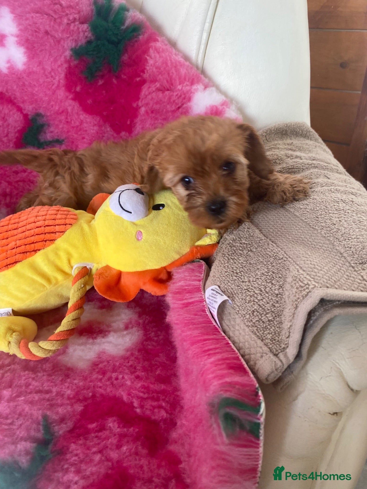 Cavapoo dogs F1 Fox red cavapoo  girls available 🐶 - Advert 13