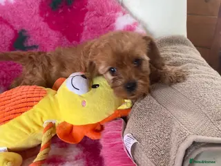 Cavapoo dogs F1 Fox red cavapoo girls available 🐶 - Advert 13