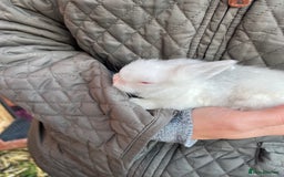 Lionhead rabbits for sale: Lionhead bunny - Image 3