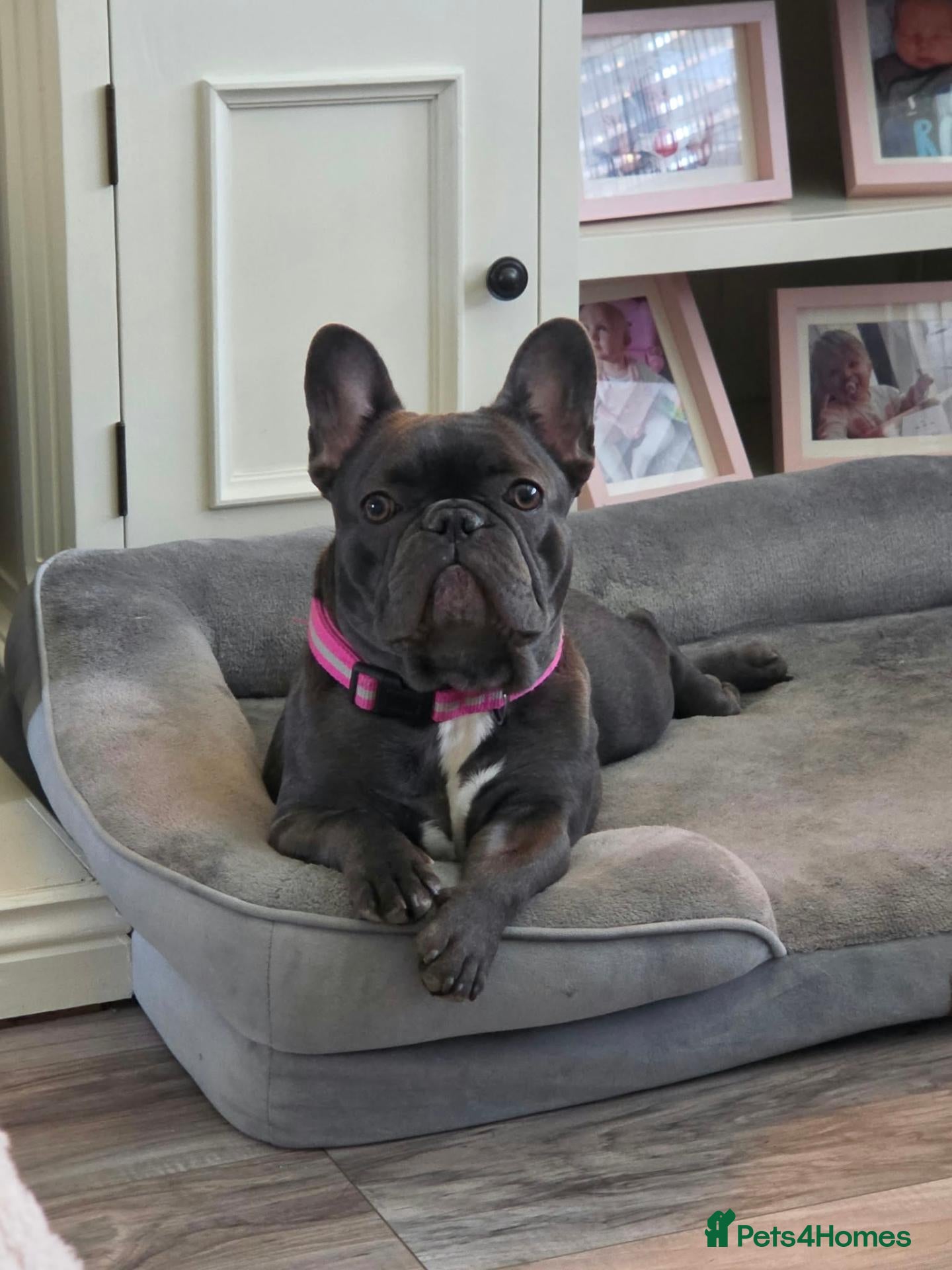 French Bulldog dogs French bulldog girl - Advert 2