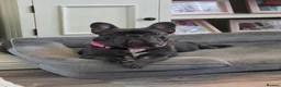French Bulldog dogs for sale: French bulldog girl - Advert 1
