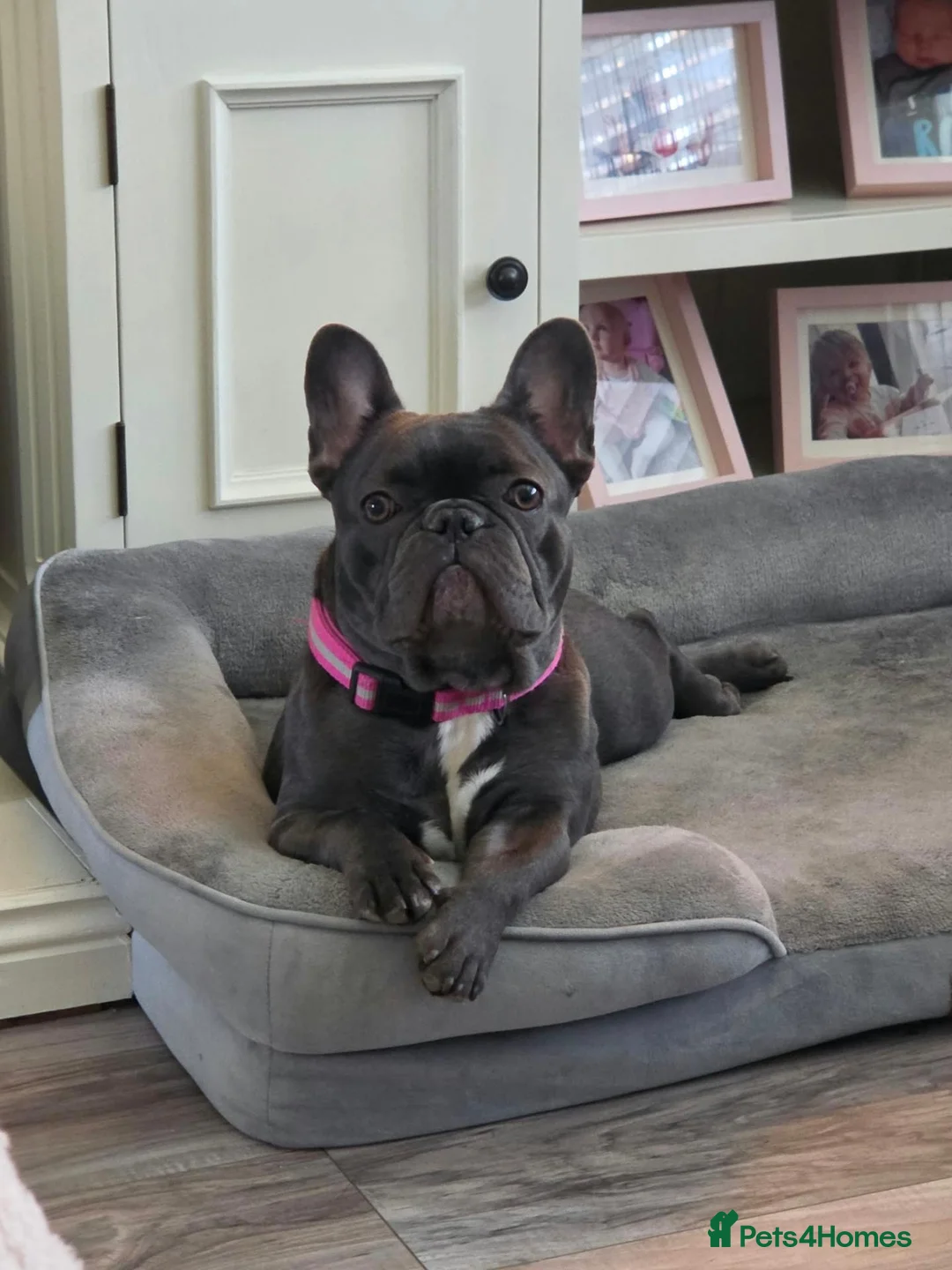 French Bulldog dogs for sale: French bulldog girl - Advert 1