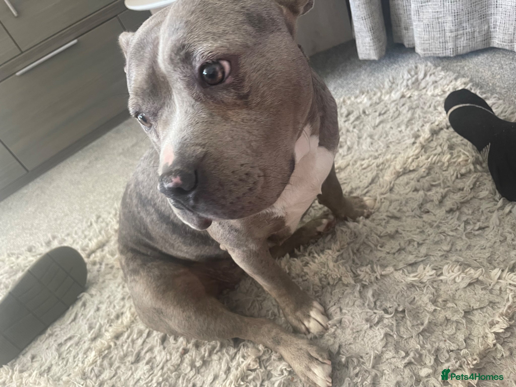 Mixed Breed dogs A merle pocket bully for sale - Advert 1
