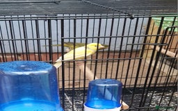 Canaries birds for sale: Spanish timbrado canaries pair - Advert 8