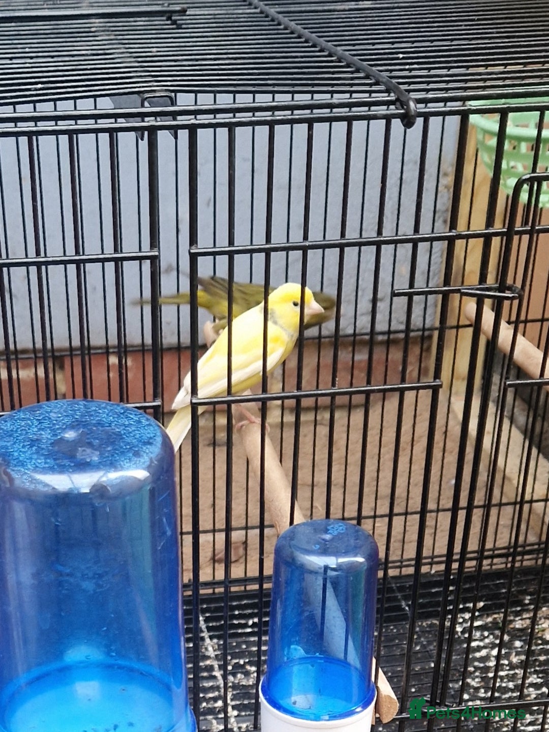 Canaries birds for sale: Spanish timbrado canaries pair - Advert 8