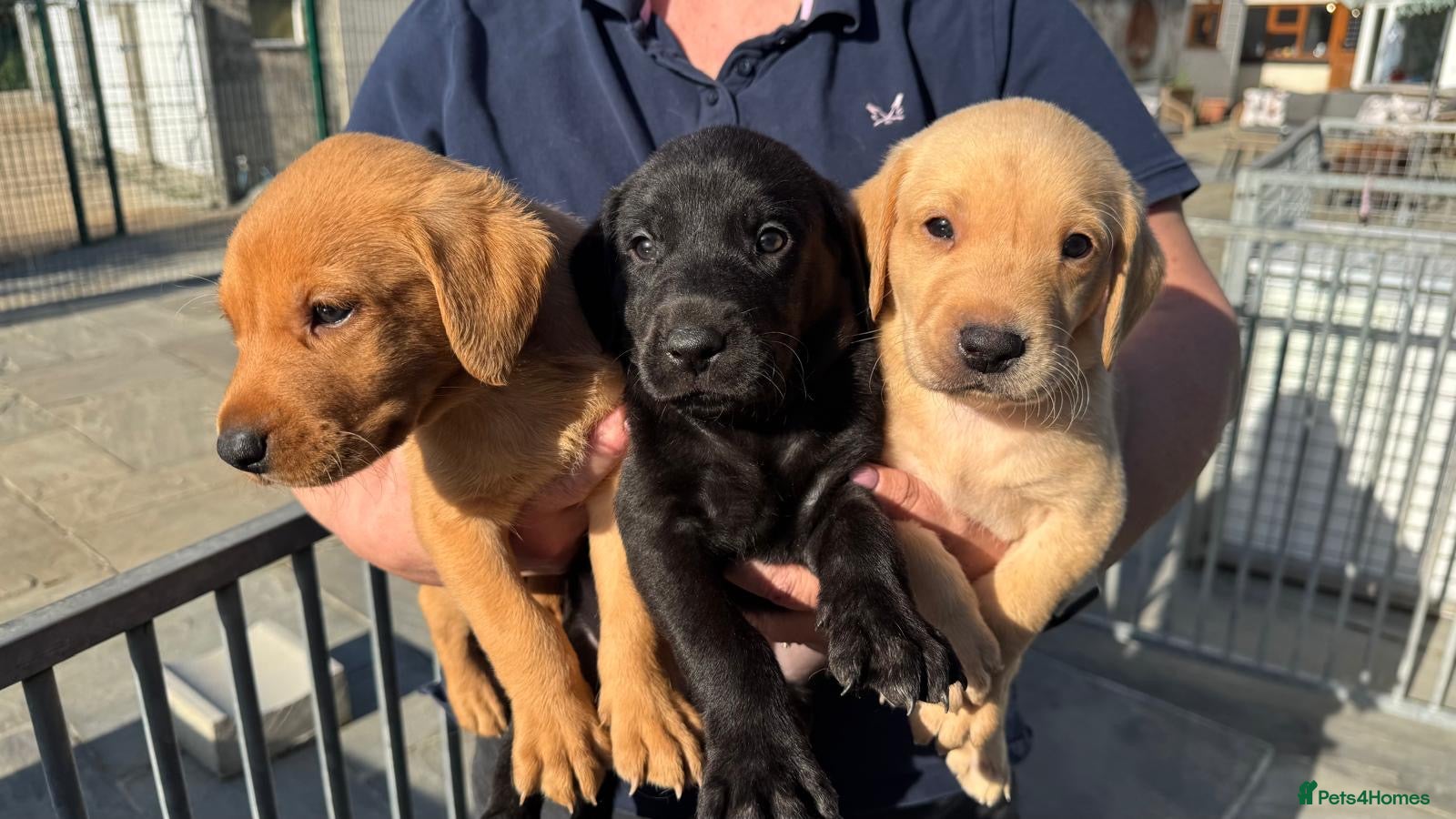 Labrador Retriever dogs Five Star Council Registered Breeders litter - Advert 1