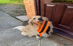 Golden Retriever dogs for stud: 5th Generation KC Registered TOO GOOD TO MISS STUD - Image 30