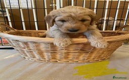 Goldendoodle dogs for sale: Golden doodle puppies ready 12th September  - Image 24