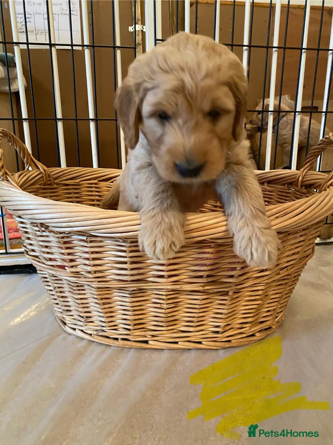 Goldendoodle dogs for sale: Golden doodle puppies ready 12th September  - Image 24