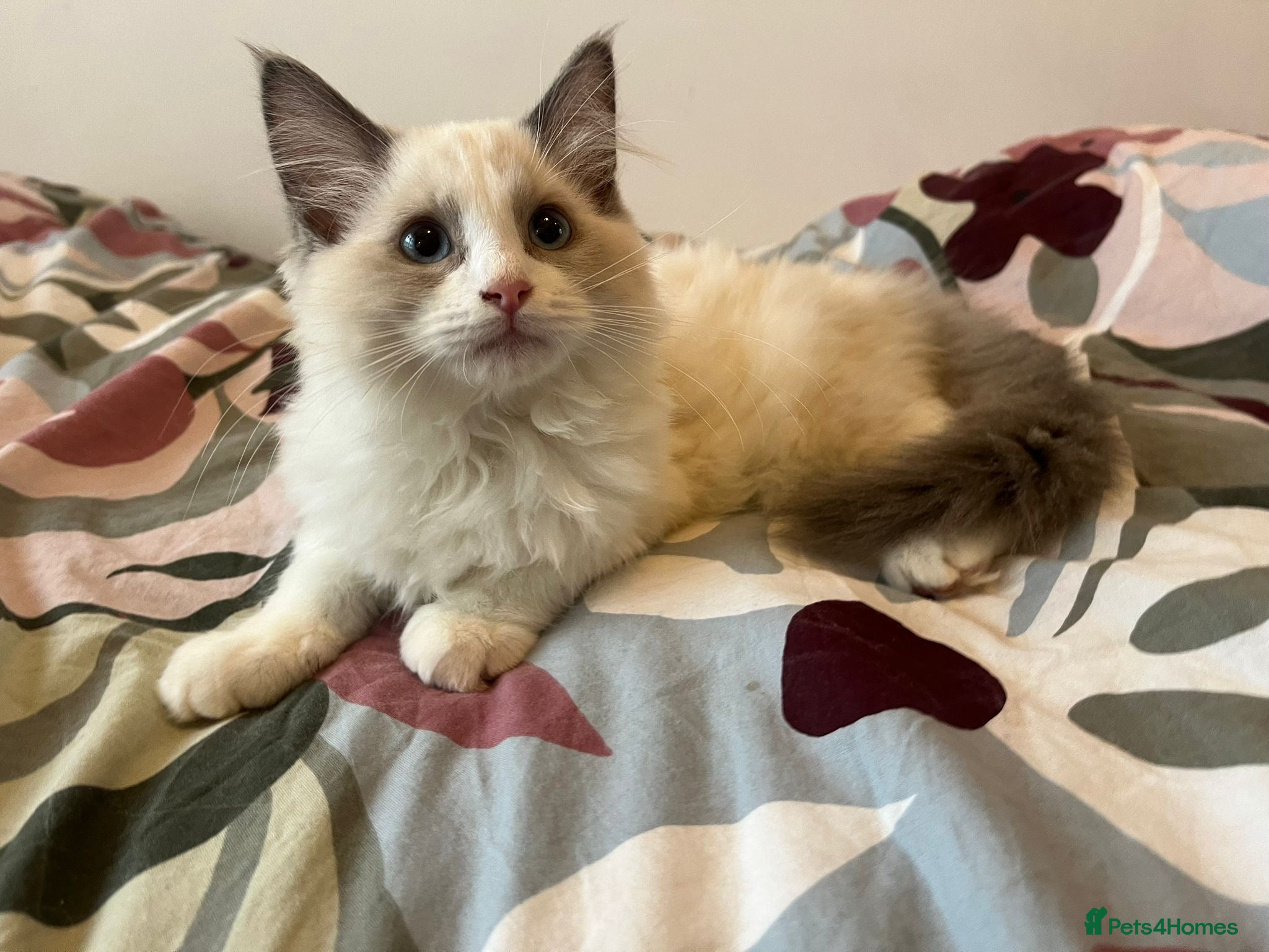 Ragdoll cats 🏅Beautiful GCCF champ blood ragdoll kittens🏅❤️ - Advert 1