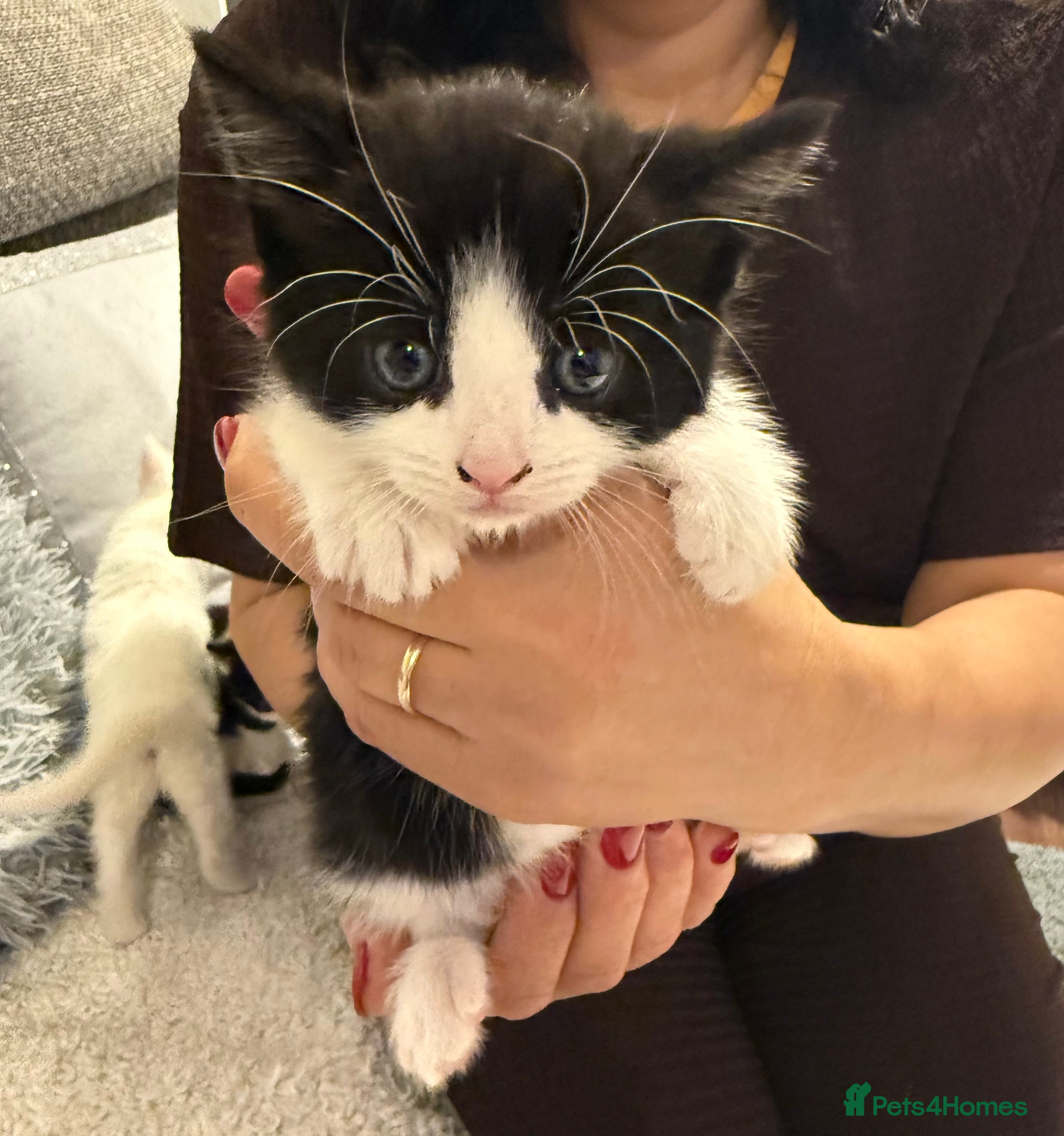 Mixed Breed cats Kittens For Sale - Advert 4