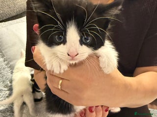 Mixed Breed cats Kittens For Sale - Advert 1