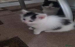 British Longhair cats for sale: Kittens for sale - Image 16