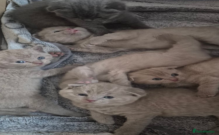 Scottish Fold cats - Advert 16