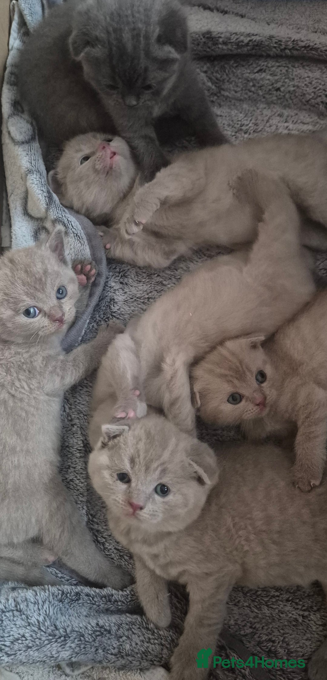 Scottish Fold cats for sale: Scottish fold and straight kittens  - Image 1