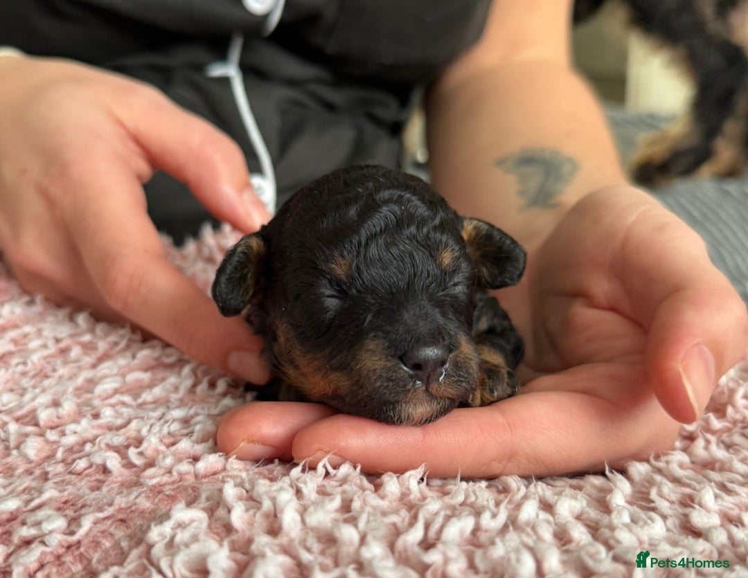 Toy Poodle dogs for sale: Beautiful Red & Phantom Toy Poodle's! KCregistered - Advert 30