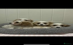 Cavachon dogs for sale: Cavachon Puppies  - Advert 6