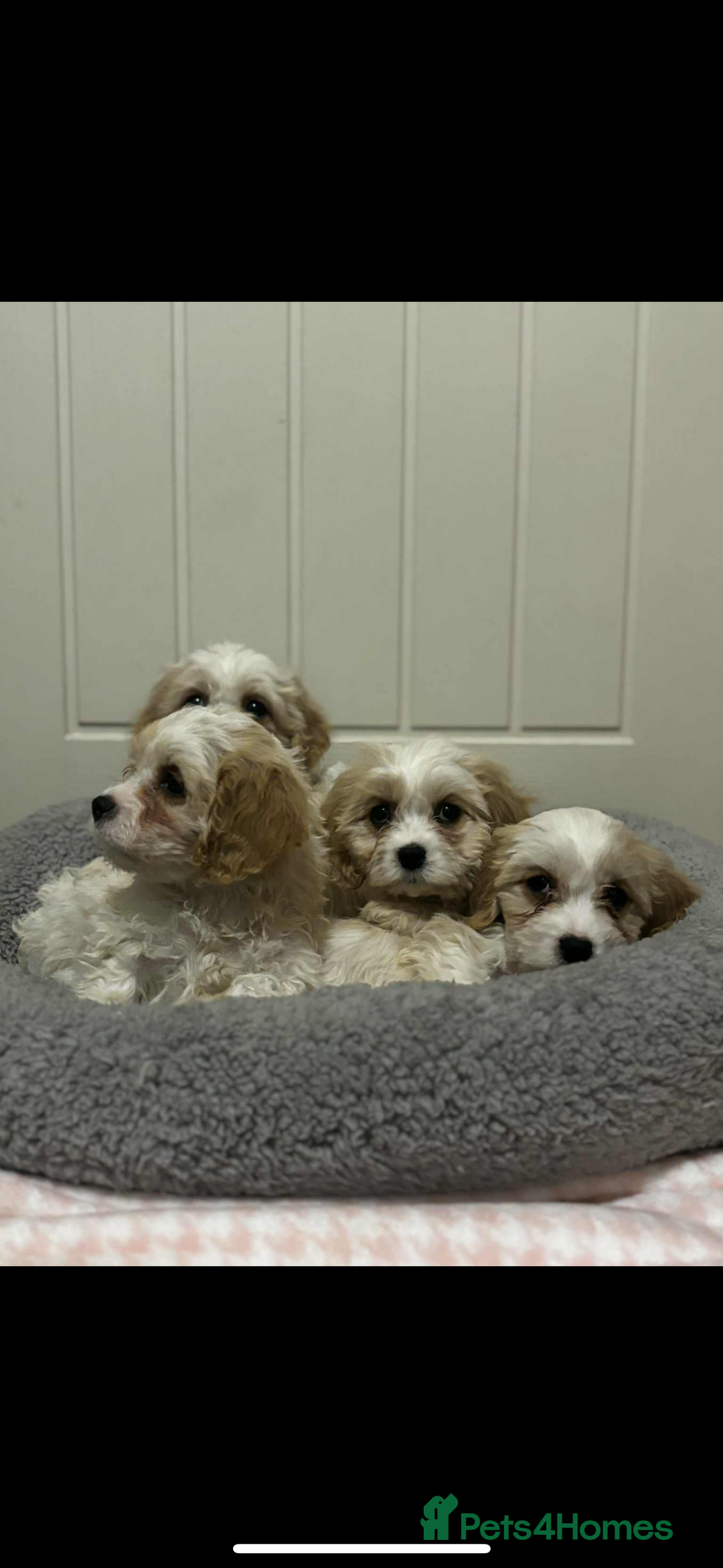 Cavachon dogs for sale: Cavachon Puppies  - Advert 6
