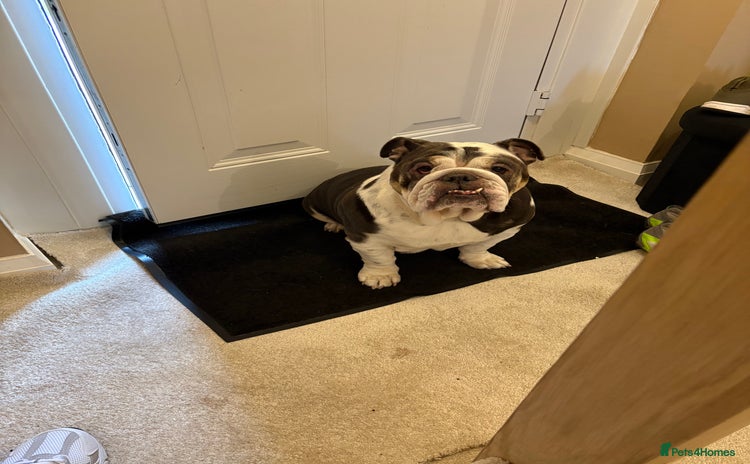 English Bulldog dogs - Advert 6