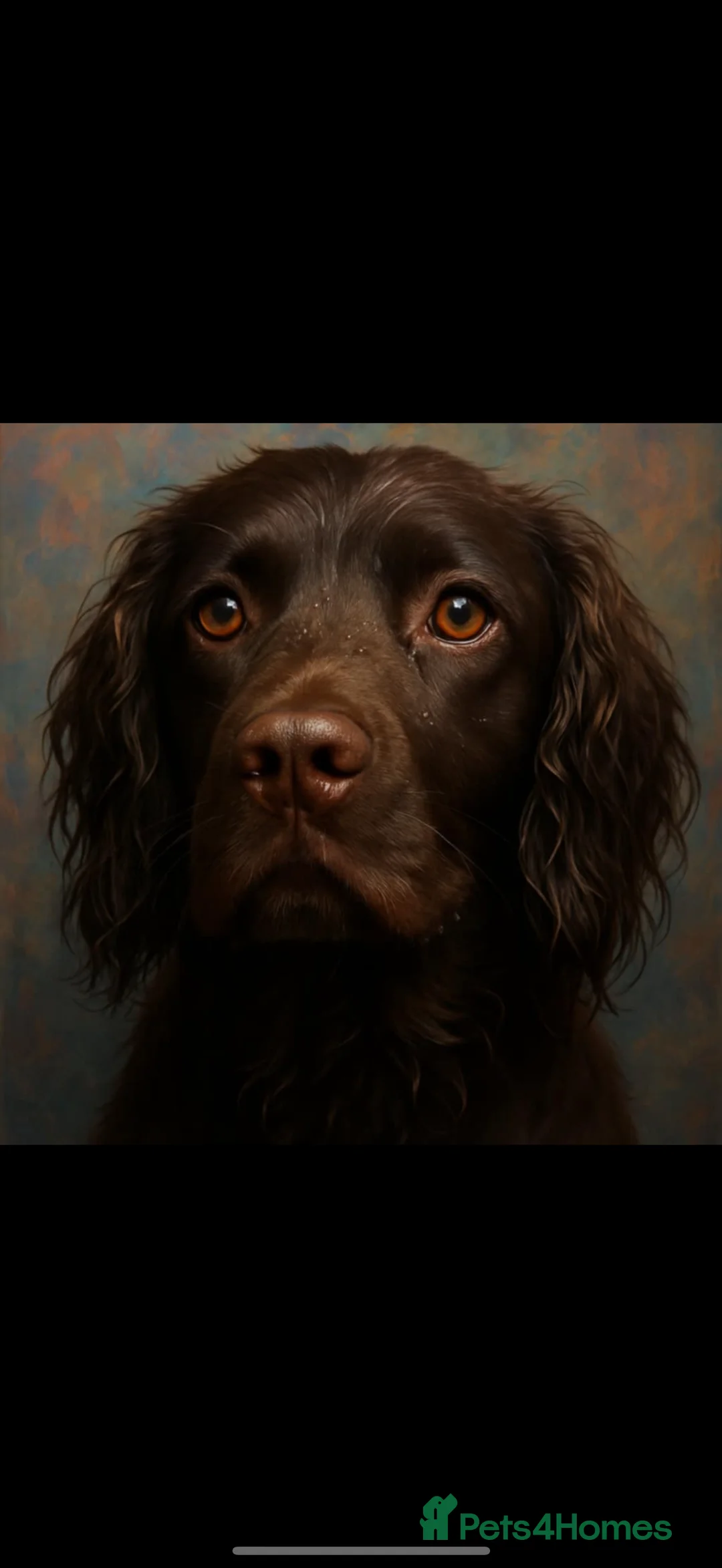 Cocker Spaniel dogs for sale: Cocker spaniel boys! - Advert 14