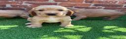 Cocker Spaniel dogs for sale: 🌟🌟🌟Beautiful English Gold Show Cocker Spaniel  - Advert 4