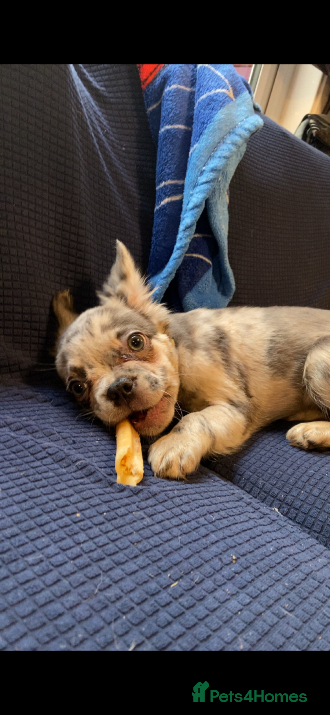 French Bulldog dogs for sale: KC registered! Fluffy frenchies PRICE DROPPED  - Advert 23