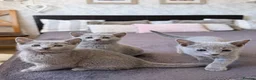 Russian Blue cats for sale: 🐾Champion Line TICA Russian Blue Kittens 🐾 - Advert 2