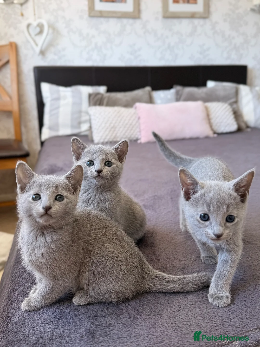 Russian Blue cats for sale: 🐾Champion Line TICA Russian Blue Kittens 🐾 - Advert 2