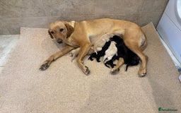 Labrador Retriever dogs for sale: Labrador Puppies - Image 8
