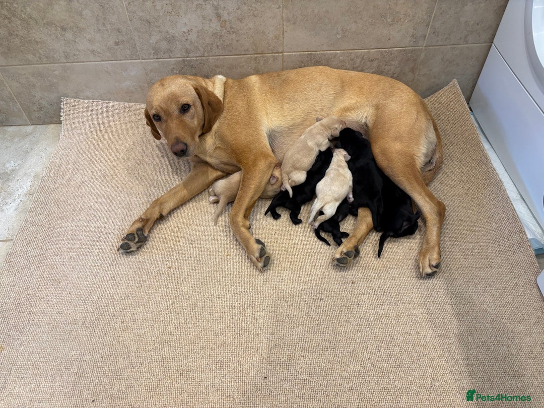 Labrador Retriever dogs for sale: Labrador Puppies - Image 8