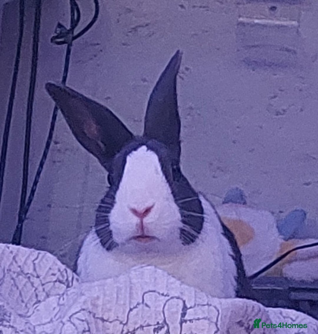 Dutch rabbits for sale: Male Adult Dutch Rabbit  - Advert 2