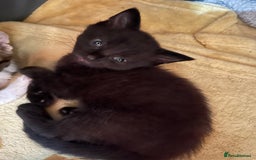 British Shorthair cats for sale: 8 week little male - Image 1