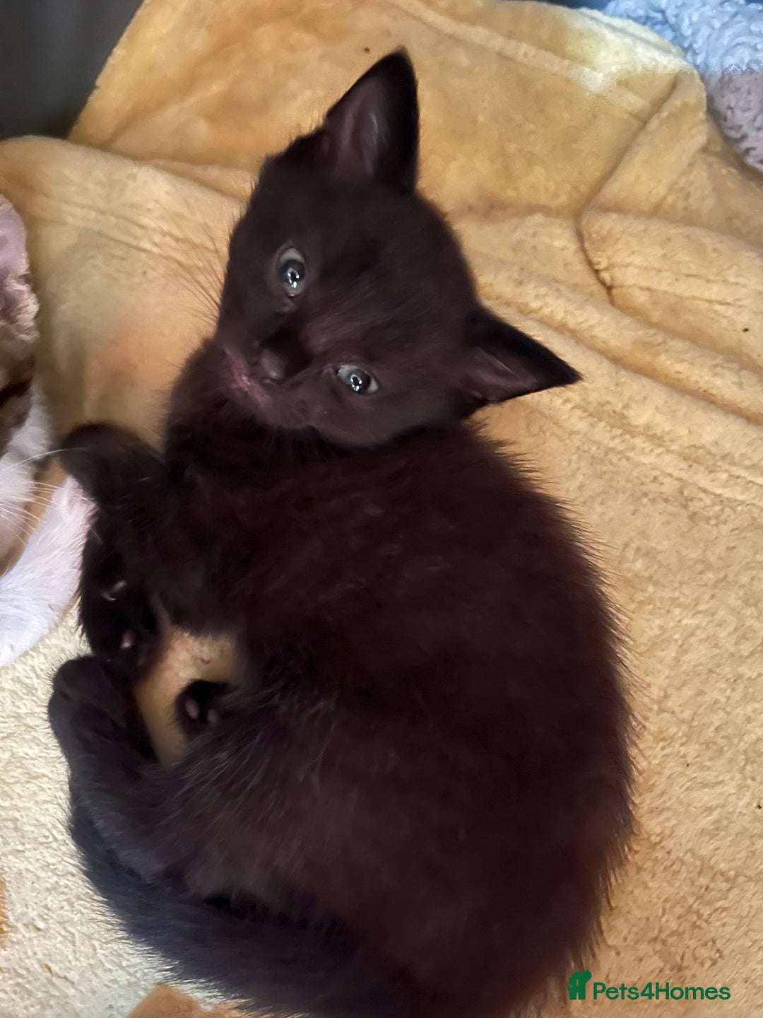 British Shorthair cats for sale: 8 week little male - Image 1