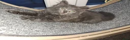 Norwegian Forest Cat cats for sale: 6 adorable NFC/maincoon kittens. - Advert 9