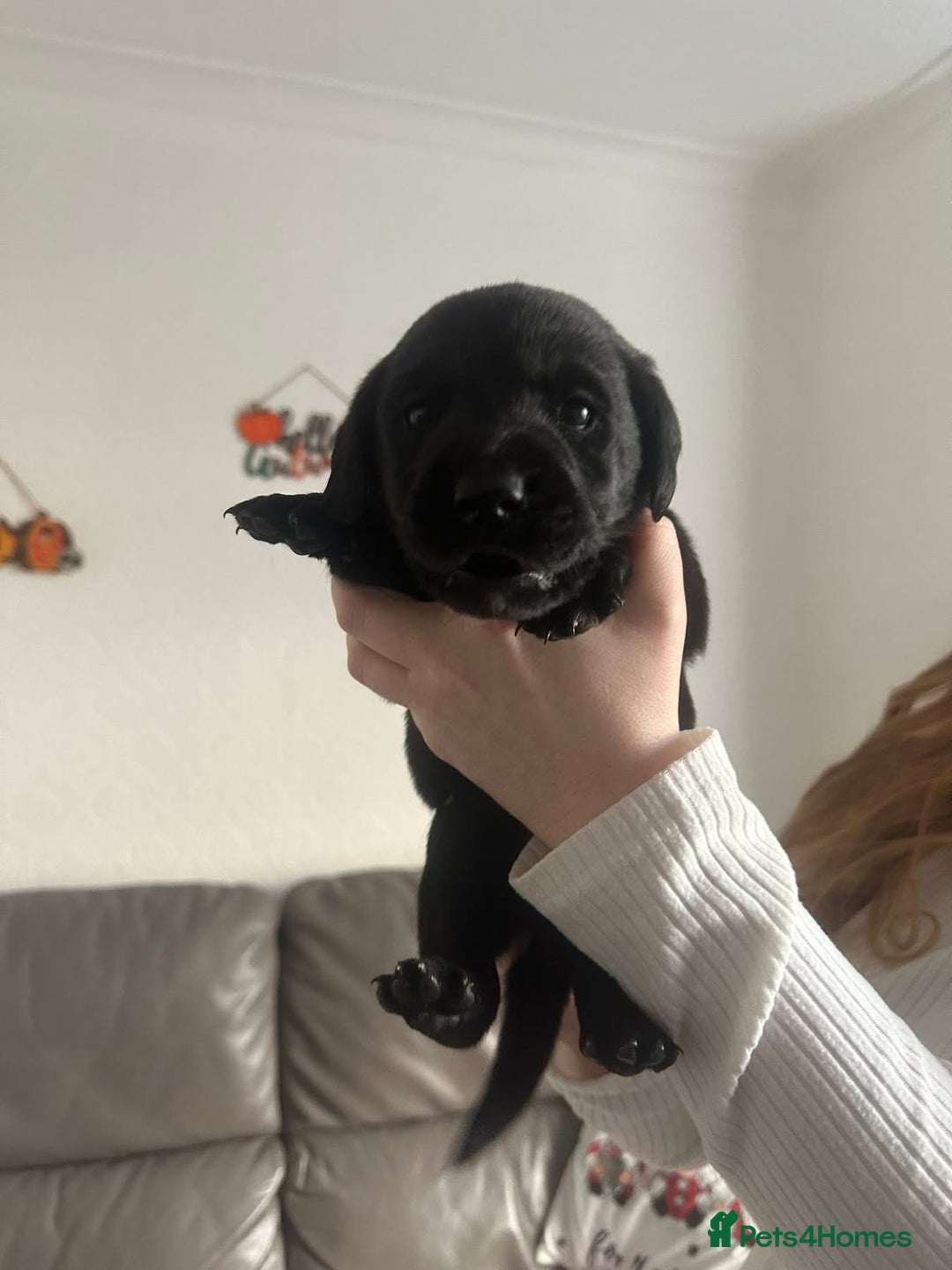 Springador dogs for sale: Labrador puppies - Advert 36