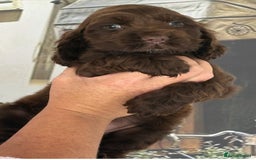 Cocker Spaniel dogs for sale: Kc registered Adorable Show cocker   puppy’s 🐶🐶 - Image 10