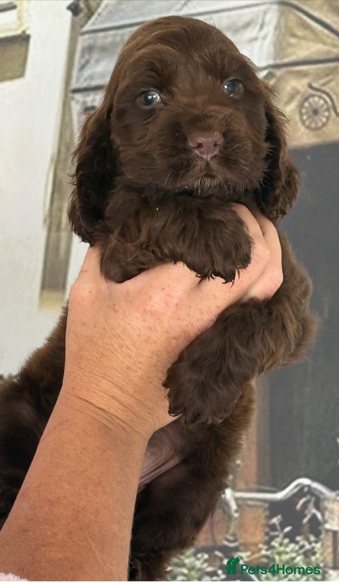 Cocker Spaniel dogs for sale: Kc registered Adorable Show cocker   puppy’s 🐶🐶 - Image 10