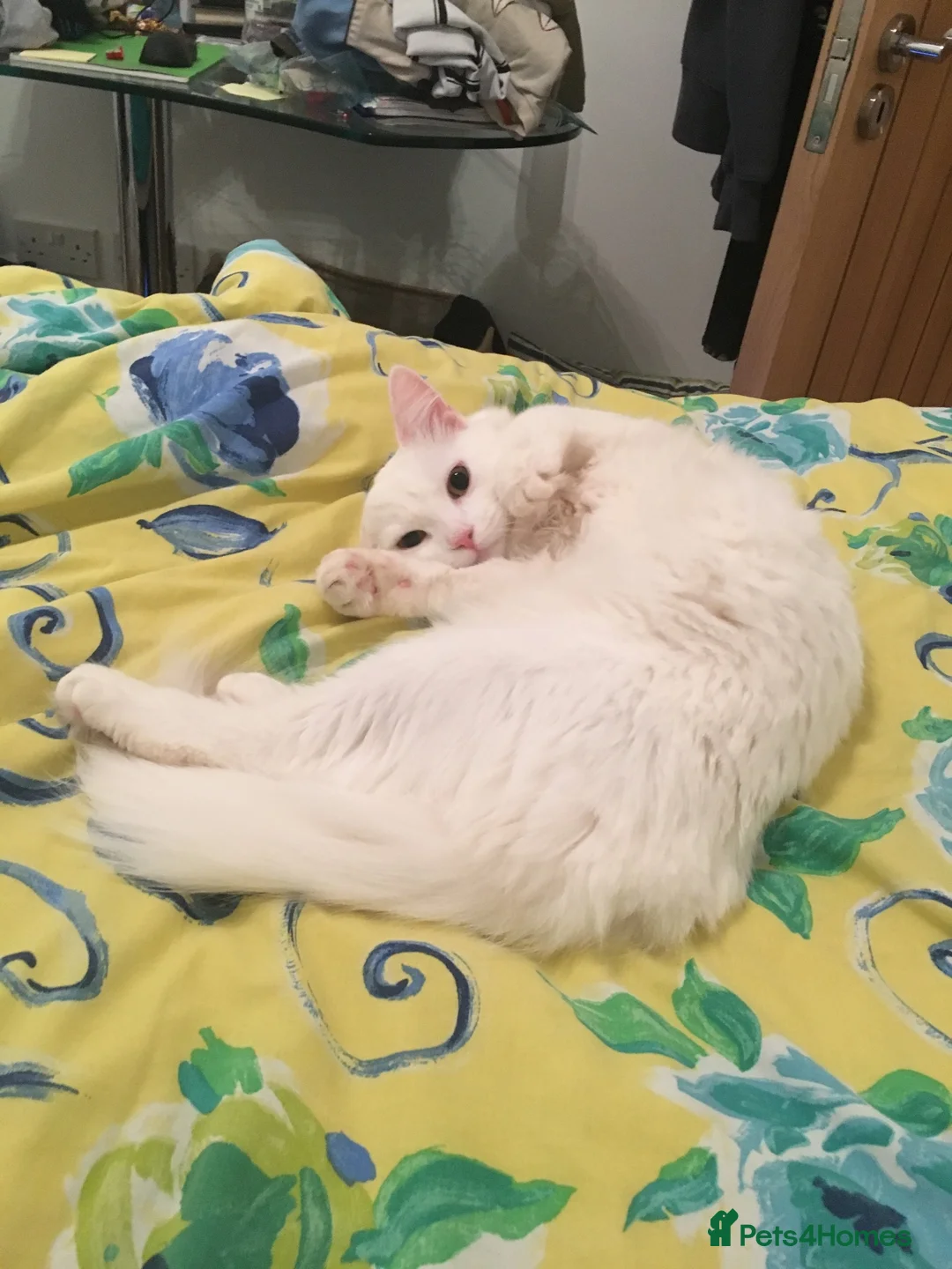 Turkish Angora cats for sale: Beautiful Turkish Angora for Rehoming in Preston - Advert 2