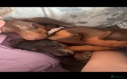 Miniature Dachshund dogs for sale: Ready to leave Miniature dachshunds - Image 11