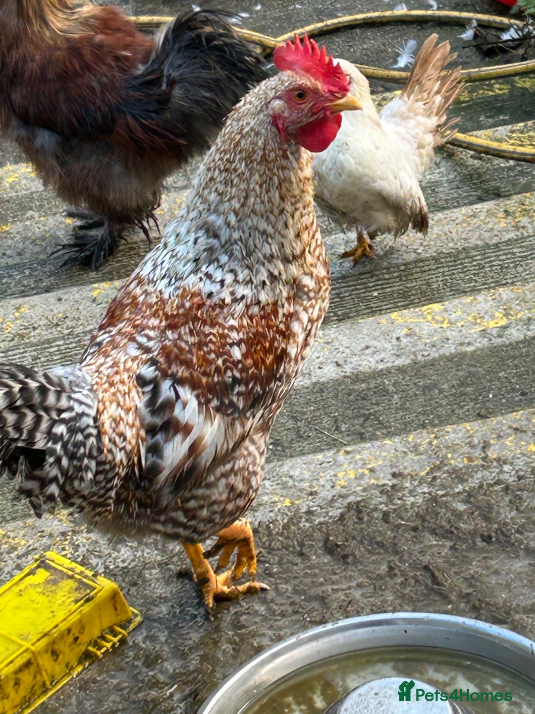 Mixed Breed poultry for sale: Mixed poultry!  - Advert 4
