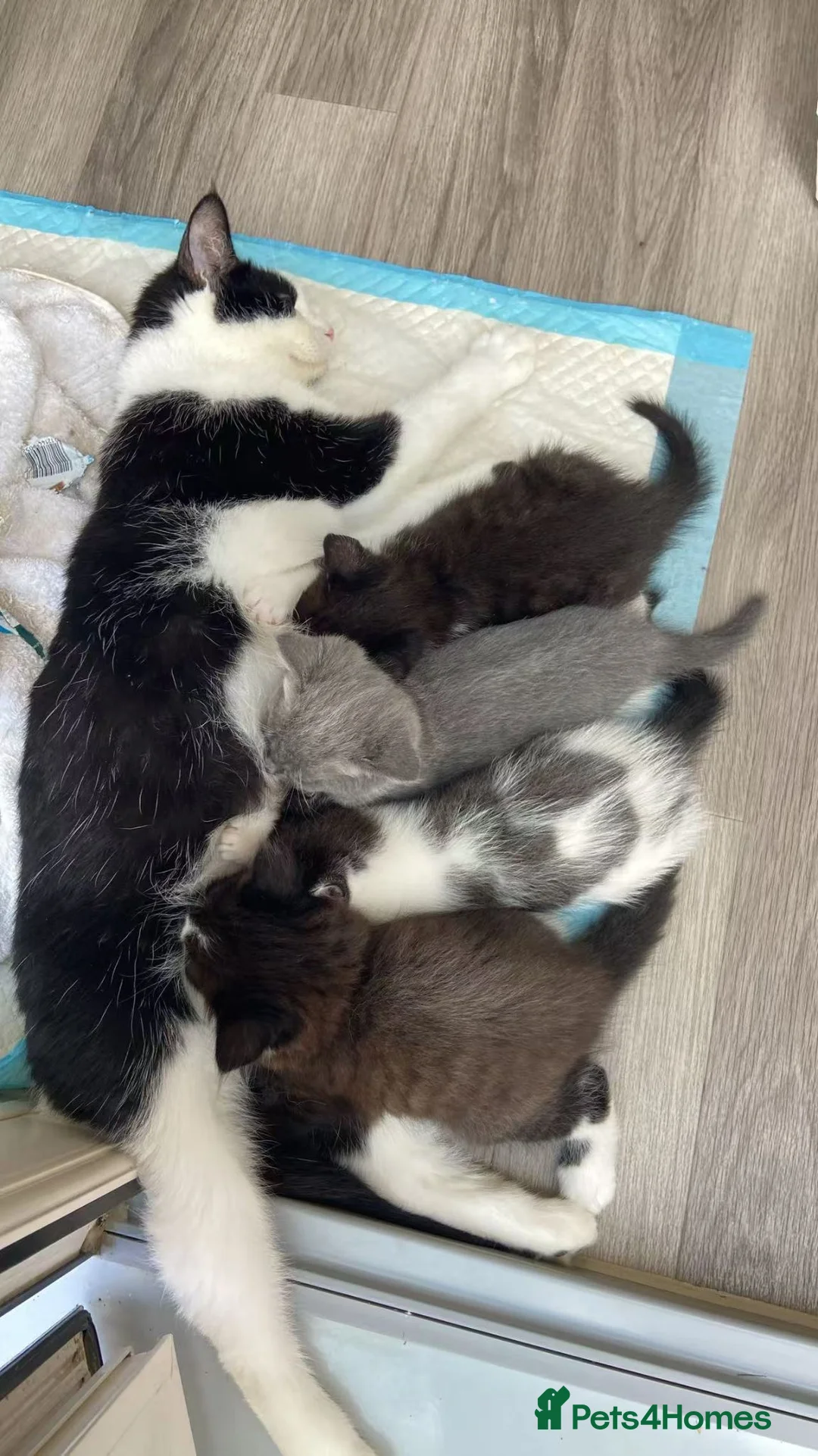 Mixed Breed cats for sale: Cute and playful kittens looking for a new home - Advert 2