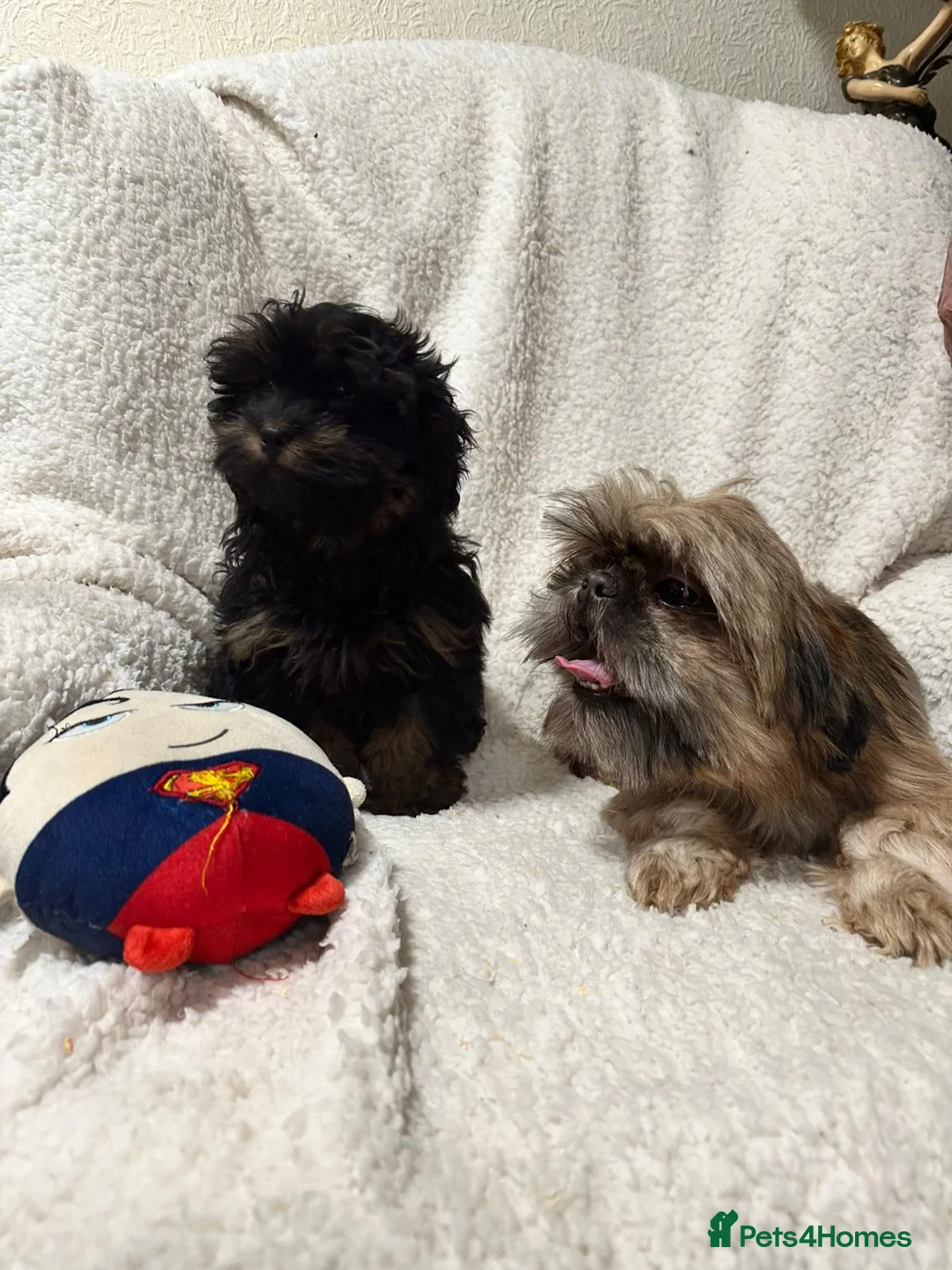 Shihpoo dogs for sale: Gorgeous shihpoo’s - Advert 5