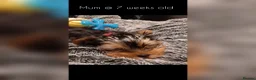 Yorkshire Terrier dogs for sale: F1 stunning purebred yorkshire terriers pup's ❤️💙 - Advert 17