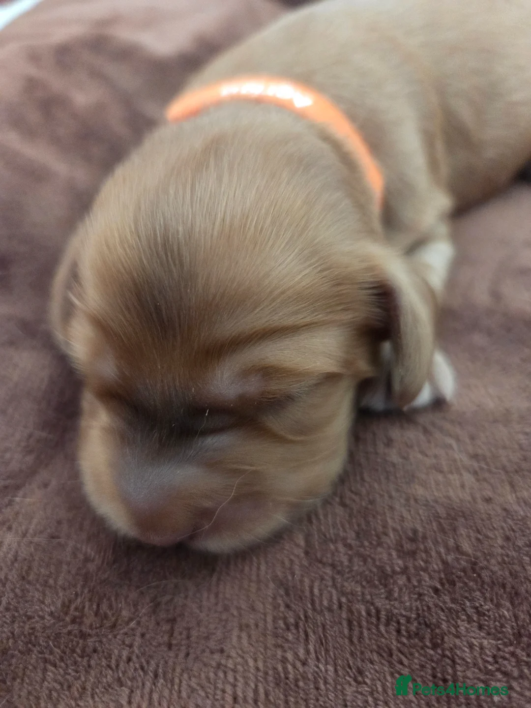 Cocker Spaniel dogs for sale: RKC SHOW COCKER SPANIEL PUPPIES EXTENSIVELY HEALTH - Advert 2