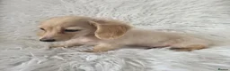 Miniature Dachshund dogs for sale: Beautuful princess kc cream long coat  - Advert 9