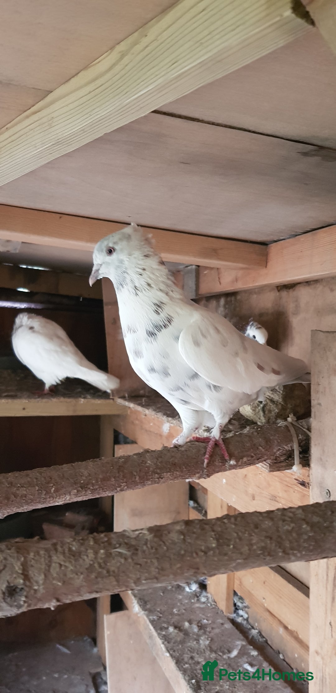 Pigeons birds for sale: Fantails and Iranian pigeons  - Advert 7