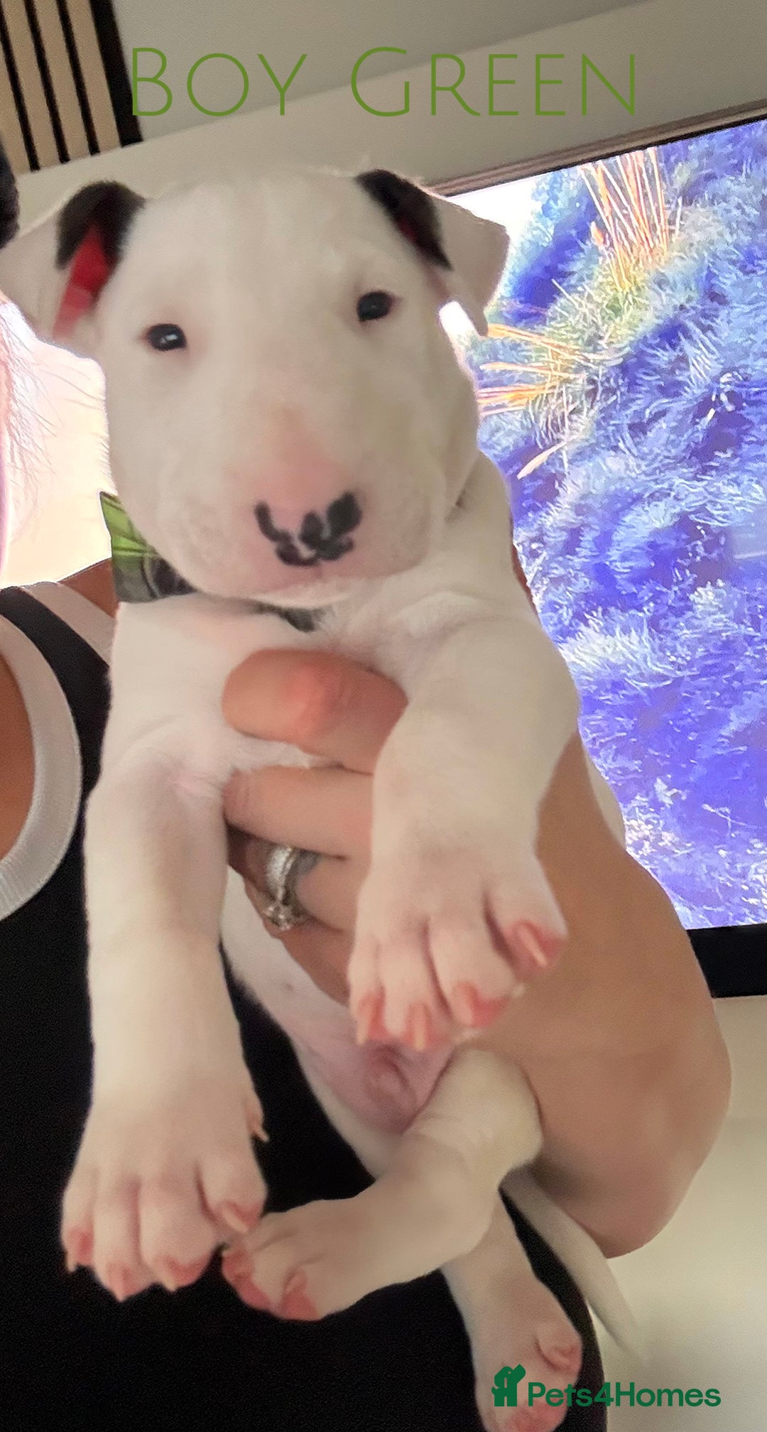 English Bull Terrier dogs for sale: ⭐️Ready Now ⭐️KC Champion EBT Pups ⭐️ - Advert 17