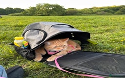 Domestic Shorthair cats for sale: Lovable Ginger Cat Looking for Her Forever Home 🧡 - Image 4